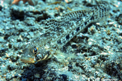 82873503_271835413909105_5510898524250569911_n