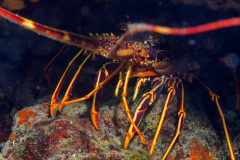 82912136_197773211587531_1785881361695349424_n